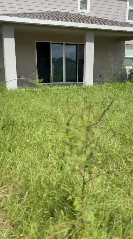 Overgrown backyard lawn with tall grass and weeds behind a two-story home.